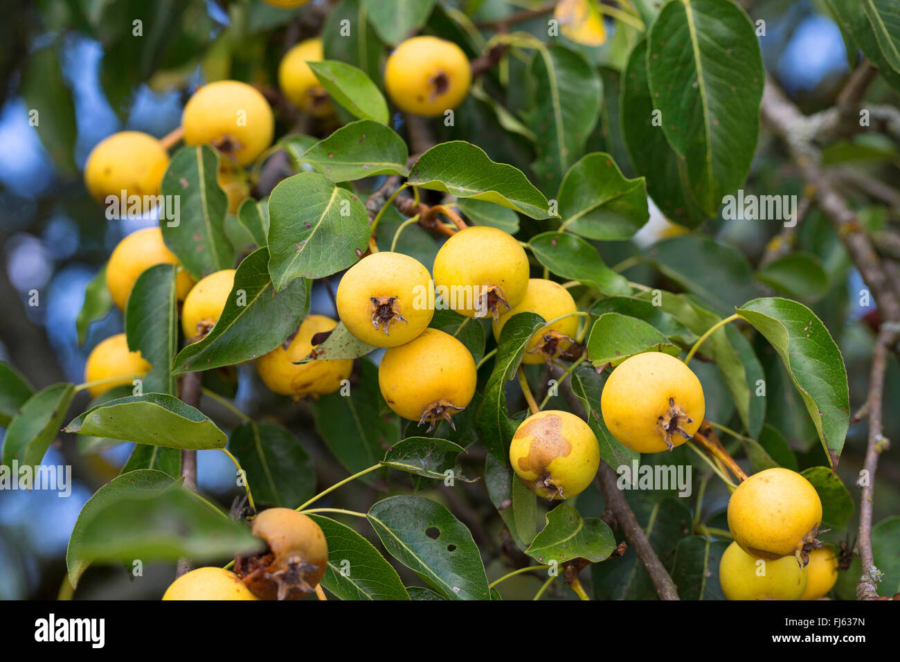 Pyrus pyraster Fotos und Bildmaterial in hoher Auflösung Alamy