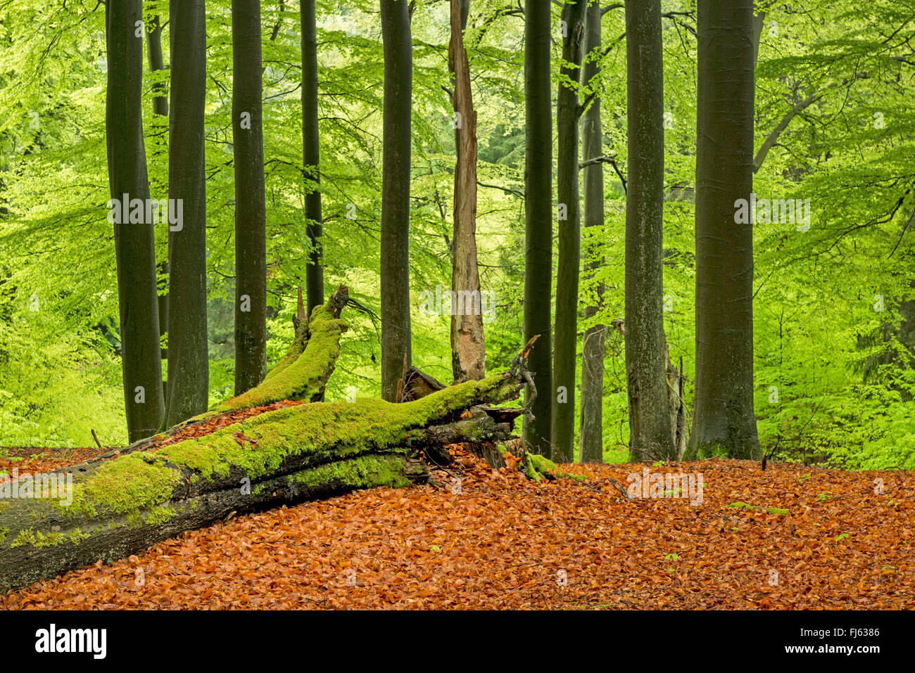 Rotbuche (Fagus Sylvatica), Naturwald am Weg Wald, Deutschland, Nordrhein-Westfalen, Sauerland, Naturpark Arnsberger Wald Stockfoto
