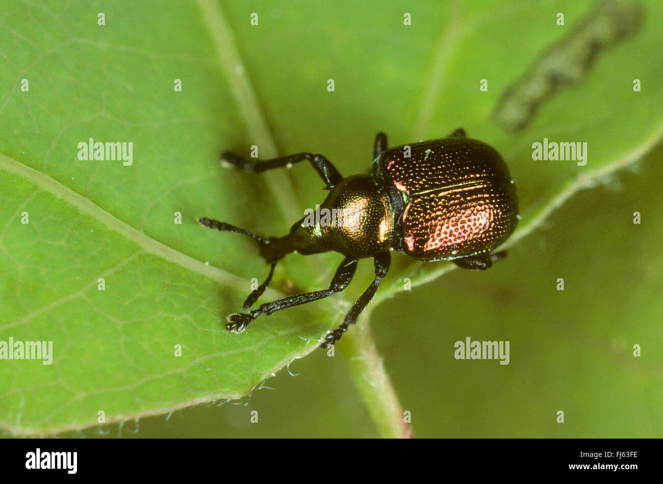 Pappel Blatt Roller Rüsselkäfer, Blatt-Rollen Rüsselkäfer (Byctiscus Populi, Bytiscus Populi), sitzt auf einem Blatt, Deutschland Stockfoto