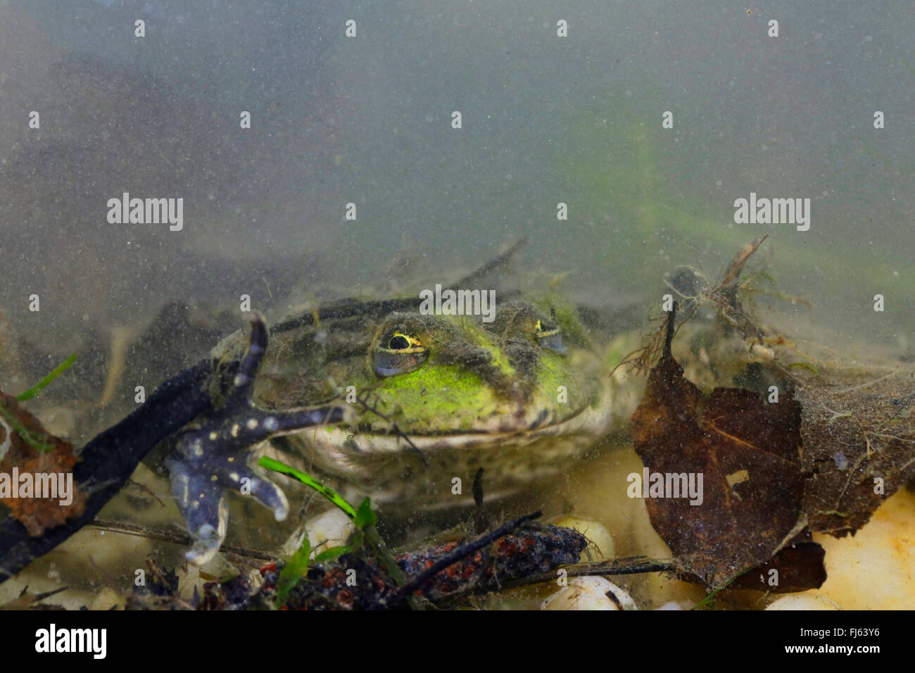 Wie Lange Kann Ein Frosch Unter Wasser Bleiben www.alamy.de