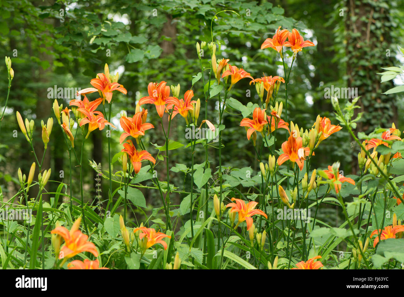 Hybrid der Taglilie (Hemerocallis-Hybride), blühen Stockfoto