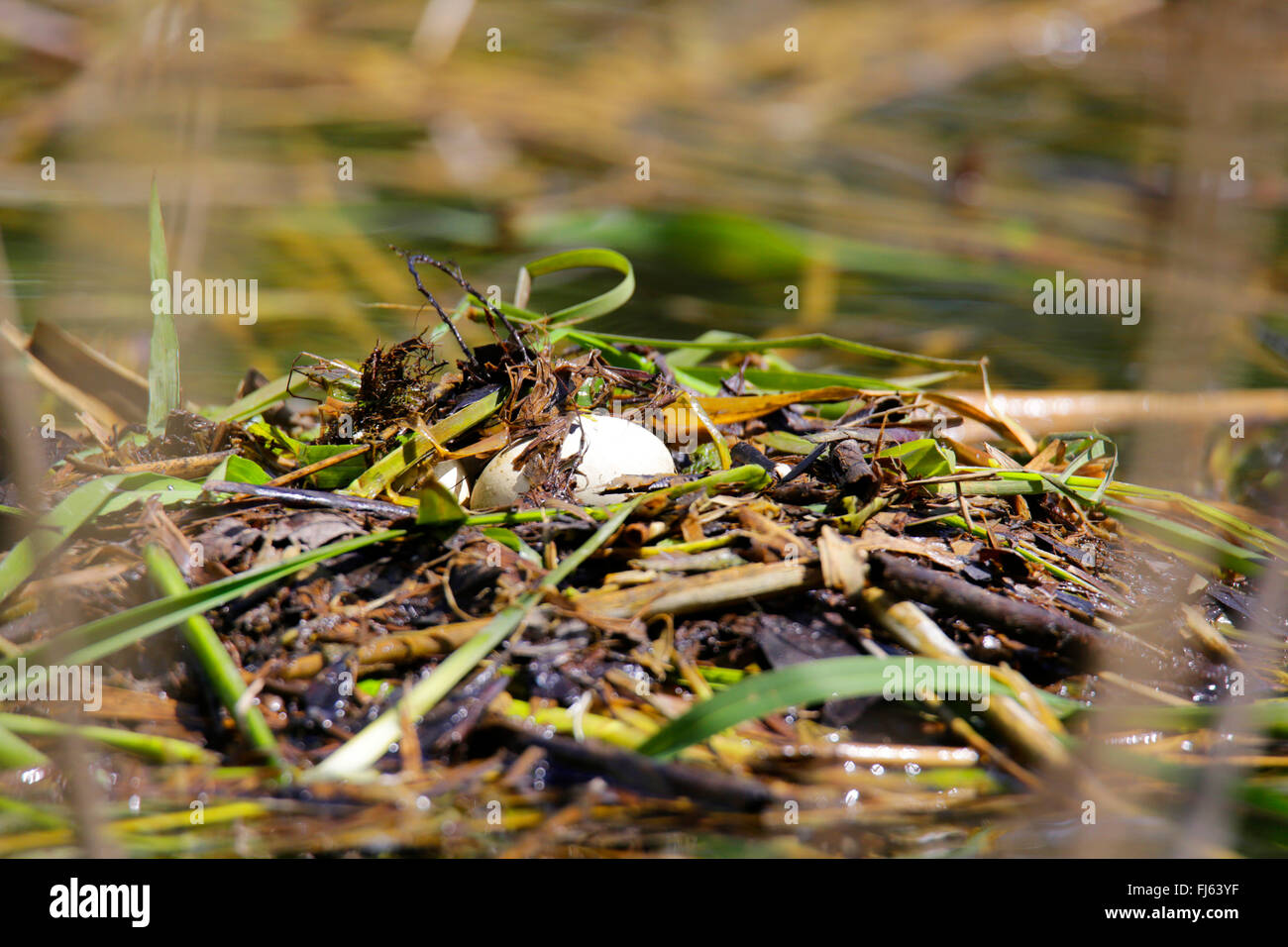 Great crested Haubentaucher (Podiceps Cristatus), Eiern in ein Nest, Deutschland, Bayern Stockfoto