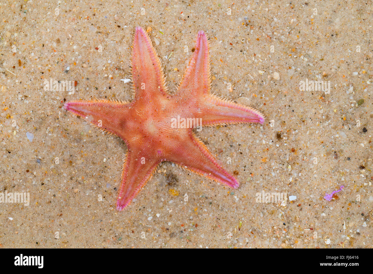 Sand Stern (Astropecten Irregularis, Astropecten Muelleri), mit einem gegabelten Arm, regeneration Stockfoto