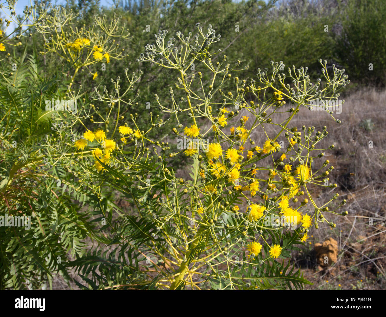 Sonchus Canariensis, endemische Baum Löwenzahn auf den Kanarischen Inseln, finden Sie auf einer Wanderung über Valle de Arriba hier auf Teneriffa Stockfoto