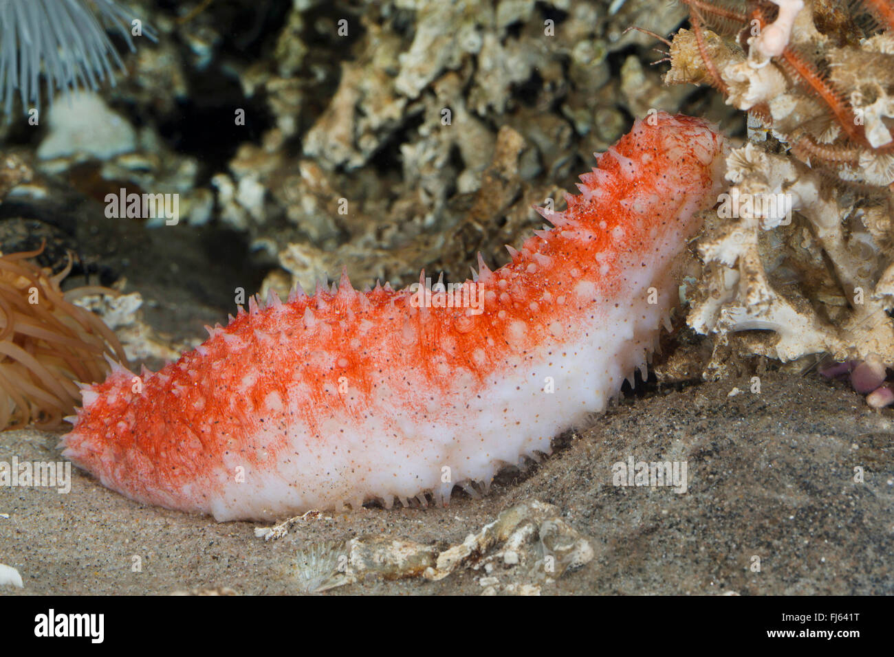 Seegurke (Parastichopus Tremulus), auf dem Boden Stockfoto