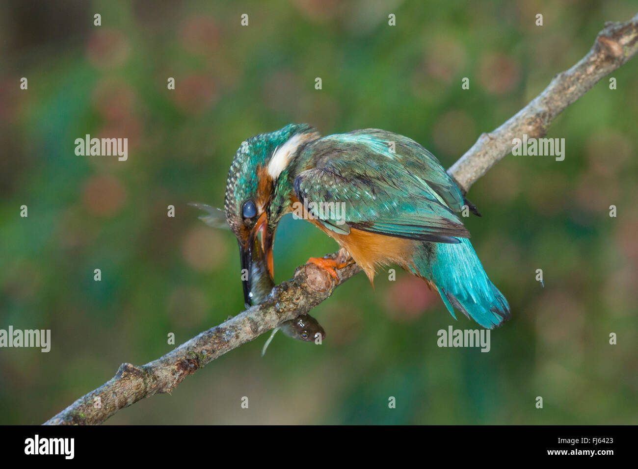 Fluss-Eisvogel (Alcedo Atthis), weibliche töten mit dem Schutz geschlossen blinzelnde Membran einen gefangenen Fisch, Deutschland, Bayern, Isental Stockfoto