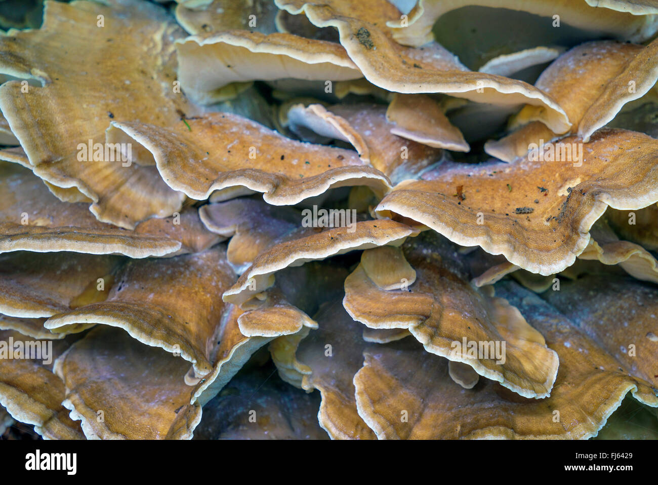 riesige Polypore (Meripilus Giganteus), Fruchtbildung Körper, Oberbayern, Oberbayern, Bayern, Deutschland Stockfoto