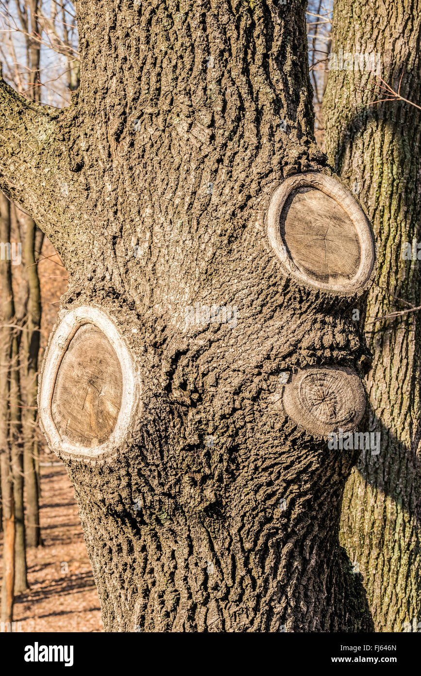 Eine Pappel Baumstamm mit drei Narben durch Äste, die geschnitten worden Stockfoto