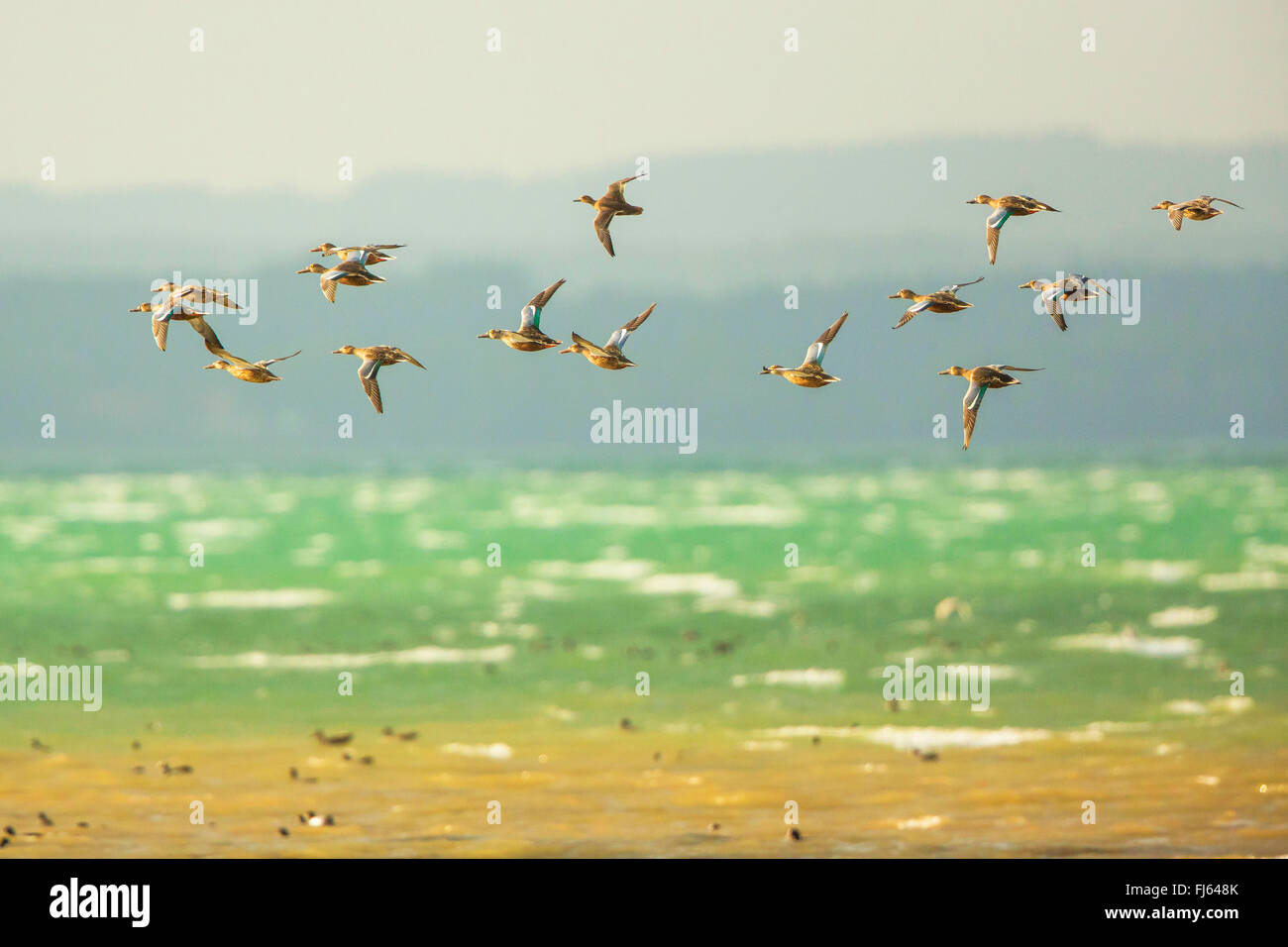 nördliche Schauﬂer (Anas Clypeata), Herde von Frauen, Deutschland, Bayern, See Chiemsee fliegen Stockfoto