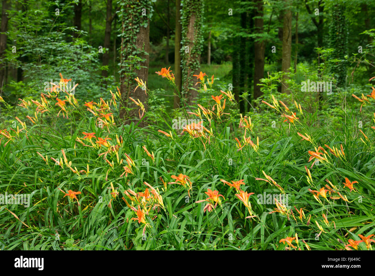 Hybrid der Taglilie (Hemerocallis-Hybride), eingebürgert an einem Waldrand, Deutschland, Baden-Württemberg Stockfoto