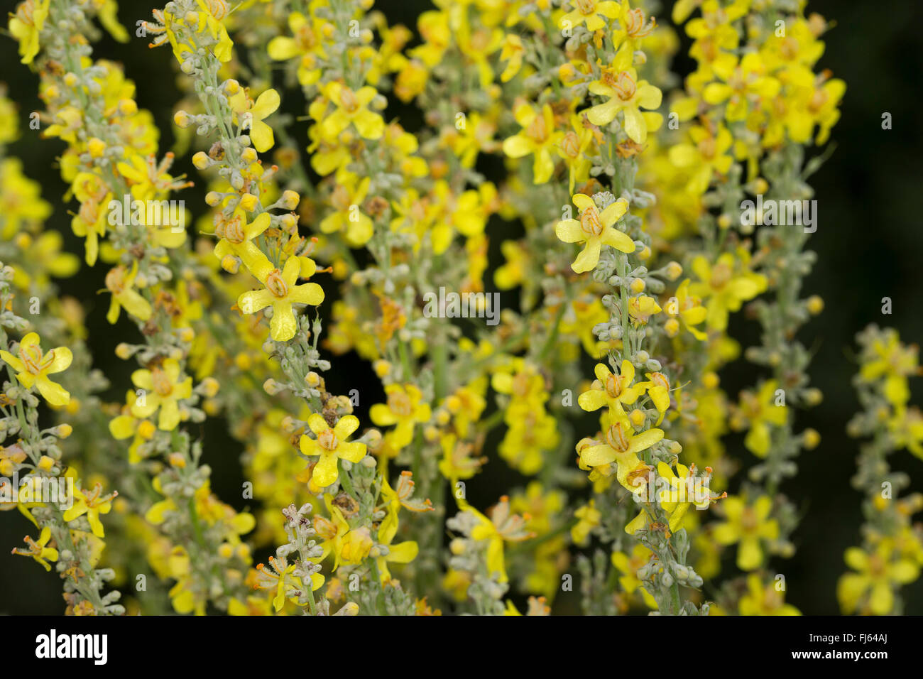 Weiße Königskerze, dunkle Königskerze (Verbascum Lychnitis), Blütenstand, Deutschland Stockfoto