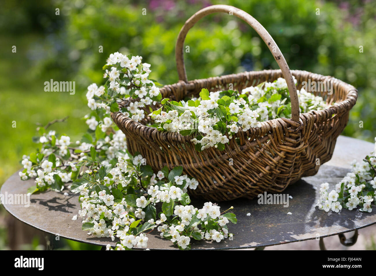 Blumen im korb -Fotos und -Bildmaterial in hoher Auflösung – Alamy