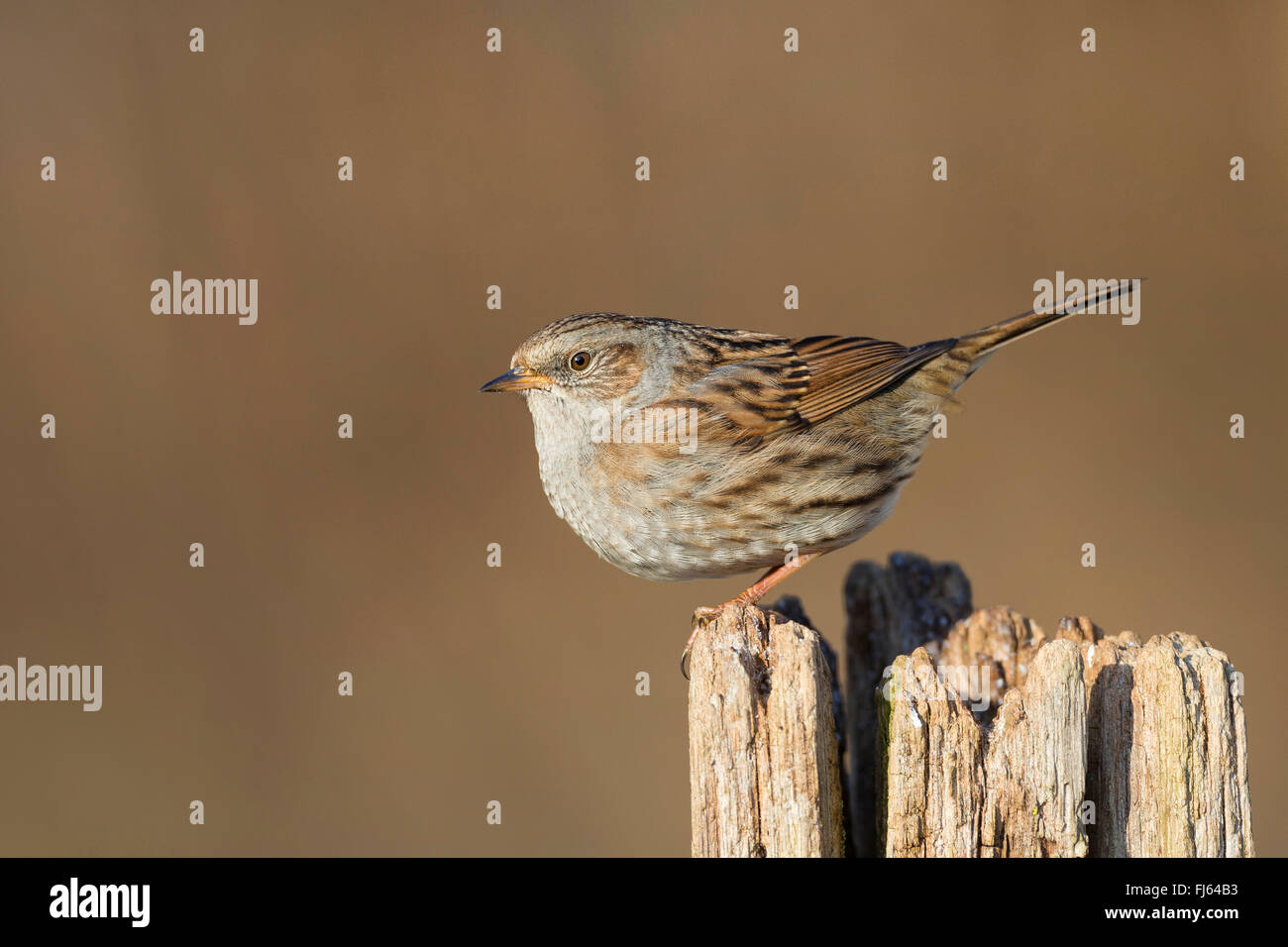 Heckenbraunelle (Prunella Modularis), sitzen auf einem alten Post, Seitenansicht, Deutschland Stockfoto