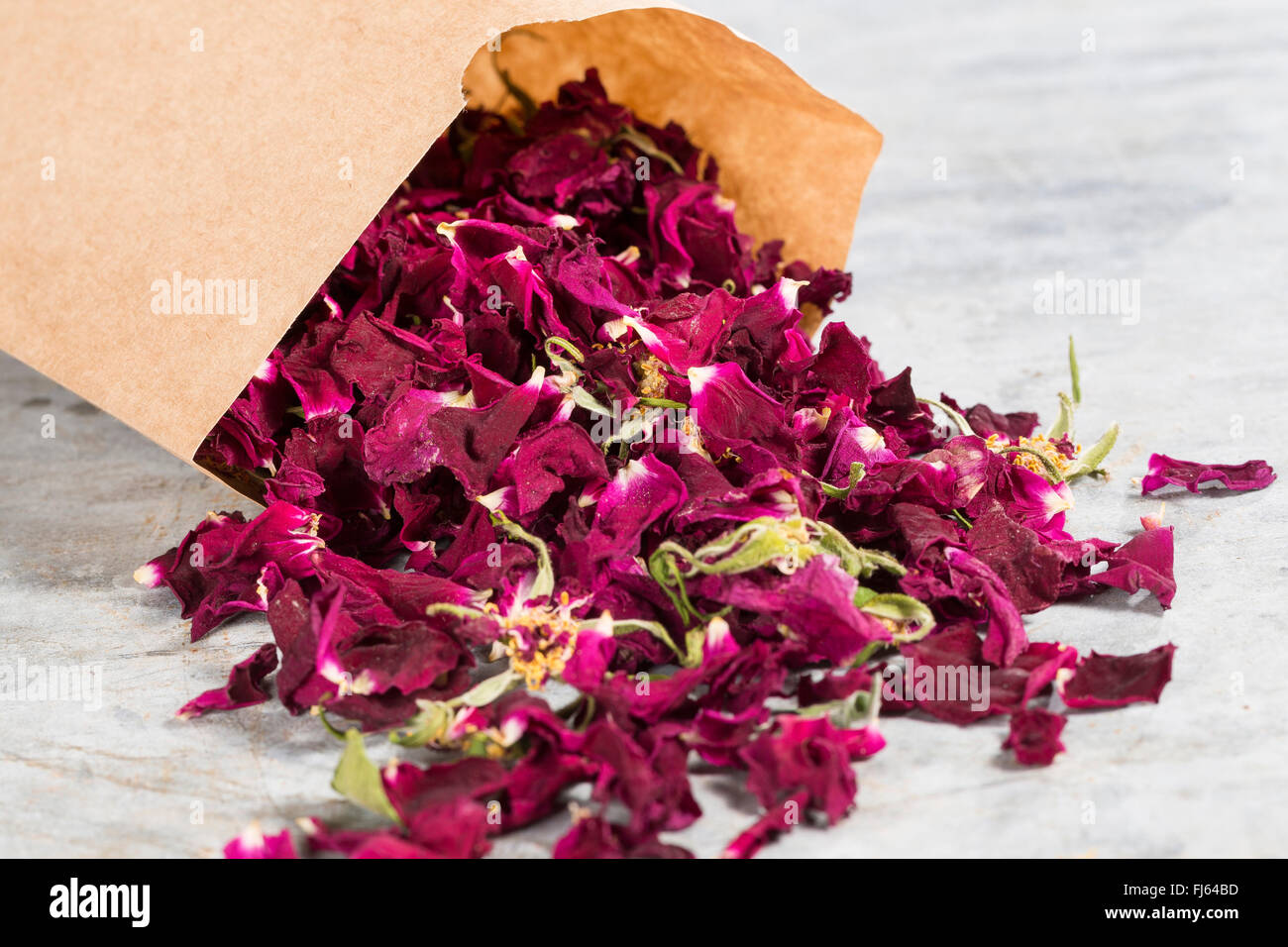 Rugosa Rose, japanische rose (Rosa Rugosa), getrocknete Rosenblüten, Deutschland Stockfoto