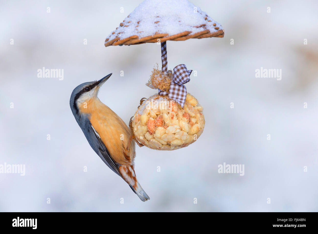 Eurasische Kleiber (Sitta Europaea), bei handgefertigten Körnerfutter in einem kleinen Muttern Ball, Seitenansicht, Deutschland Stockfoto