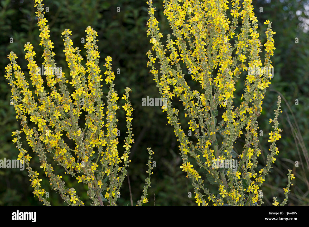 Weiße Königskerze, dunkle Königskerze (Verbascum Lychnitis), Blütenstand, Deutschland Stockfoto