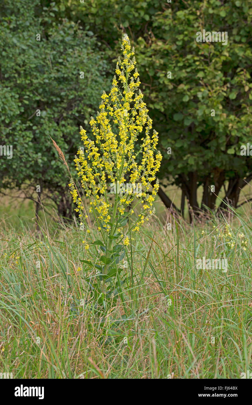 Weiße Königskerze, dunkle Königskerze (Verbascum Lychnitis), blühen in einer Wiese, Deutschland Stockfoto