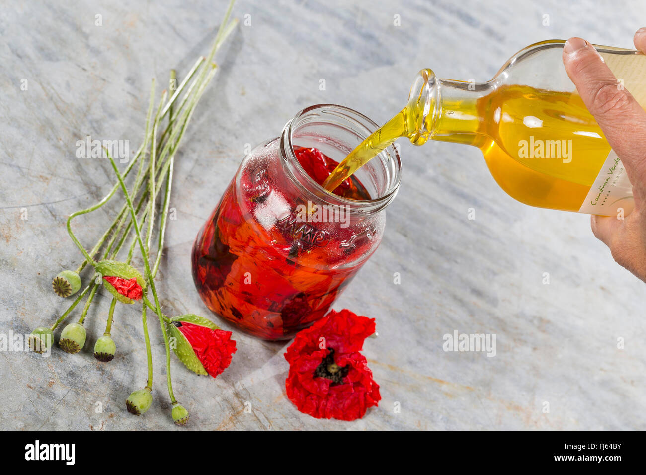 Gemeinsamen Mohn, Klatschmohn, roter Mohn (Papaver Rhoeas), Blüten in Olivenöl, Deutschland Stockfoto