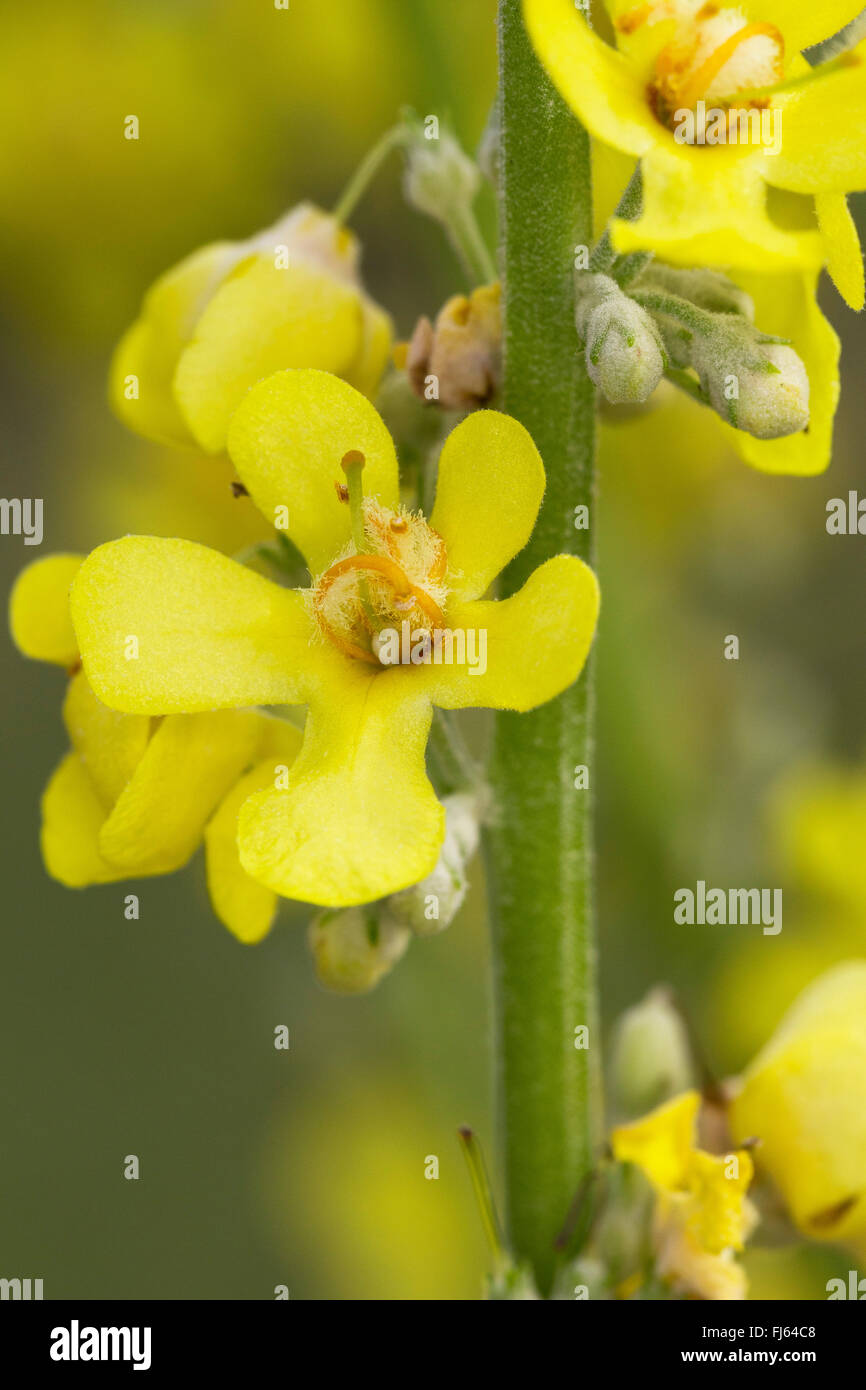 Weiße Königskerze, dunkle Königskerze (Verbascum Lychnitis), Blume, Deutschland Stockfoto