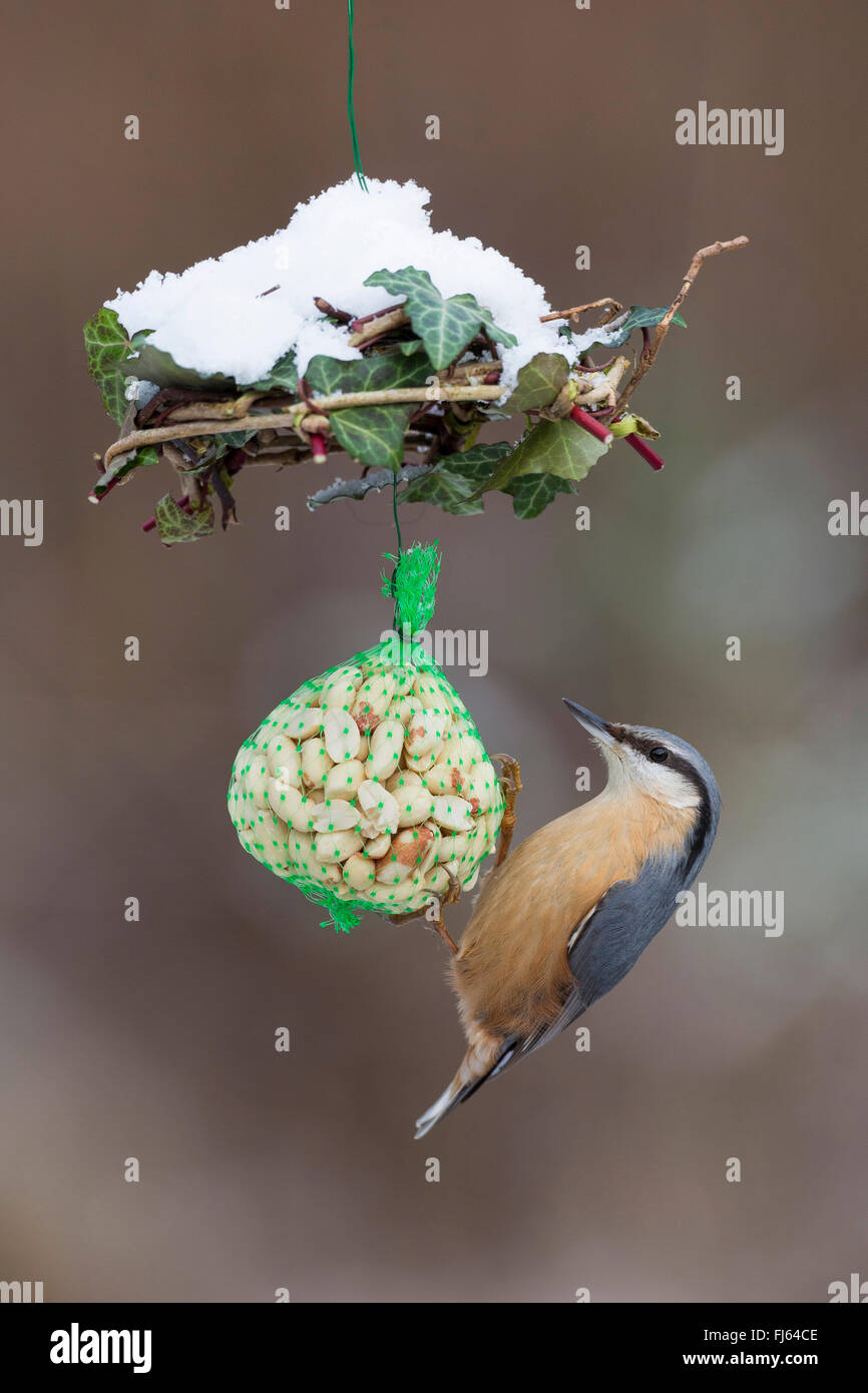 Eurasische Kleiber (Sitta Europaea), bei handgefertigten Körnerfutter in einem kleinen Muttern Ball, Seitenansicht, Deutschland Stockfoto