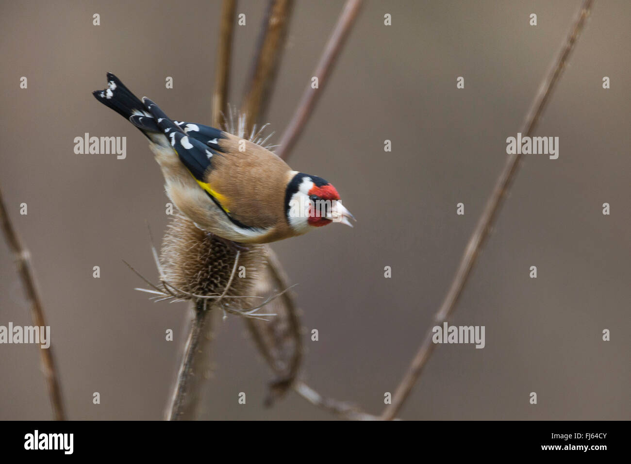 Eurasische Stieglitz (Zuchtjahr Zuchtjahr), Fütterung Ob Samen der Teazle, Deutschland Stockfoto