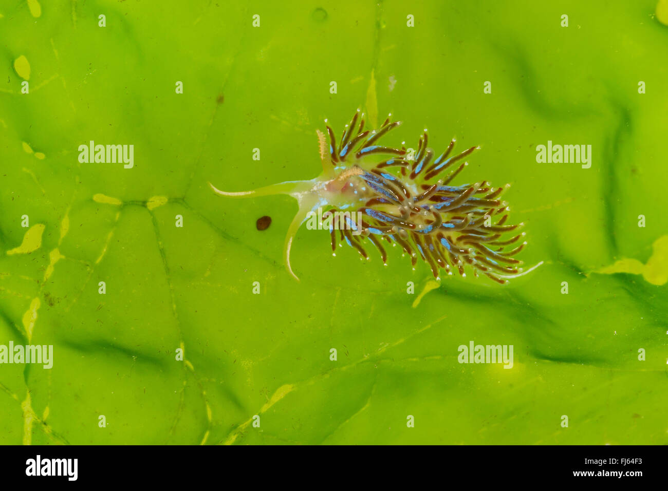 Drummond Facelina (Facelina Auriculata, Facelina Coronata, größere Facelina), auf eine Alge Stockfoto