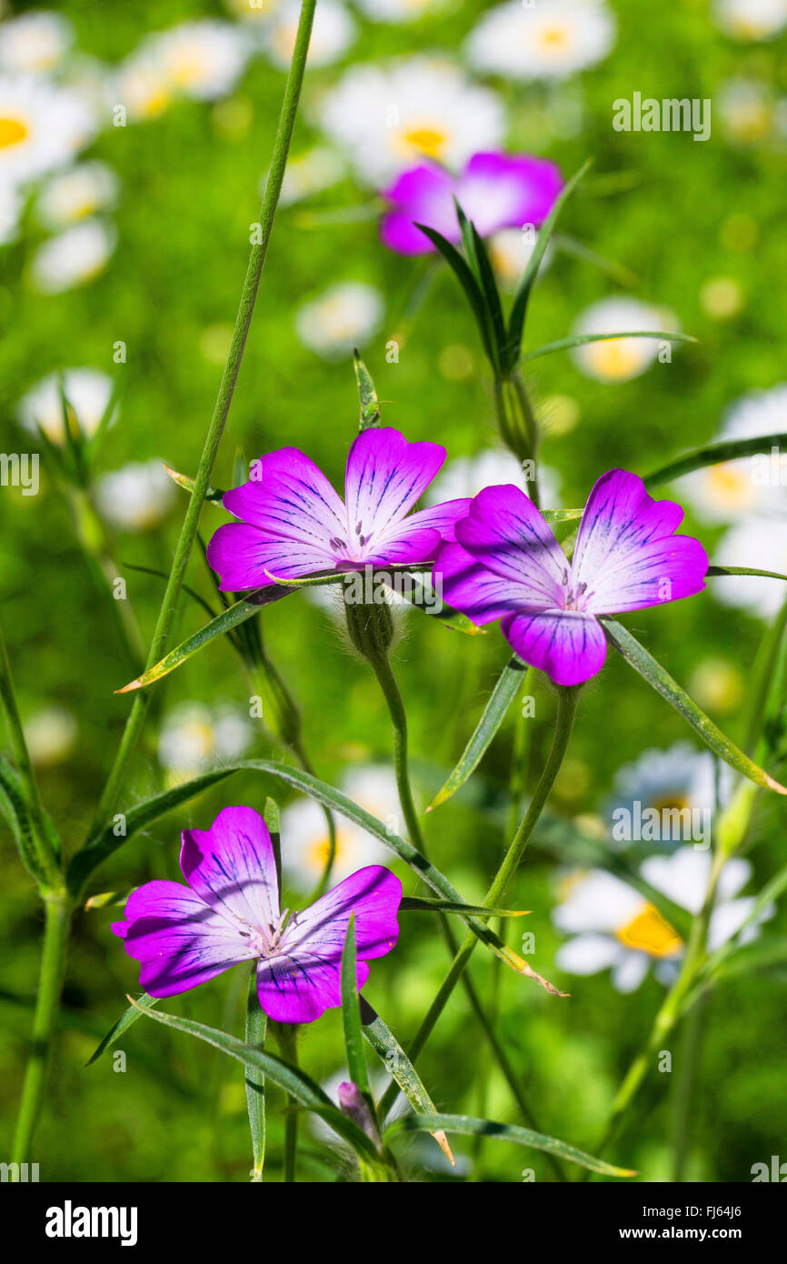 Gemeinsamen Corncockle, gemeinsame Mais-Herzmuschel, Corncockle, Mais Cockle (Agrostemma umbellatum), blühen, Deutschland Stockfoto