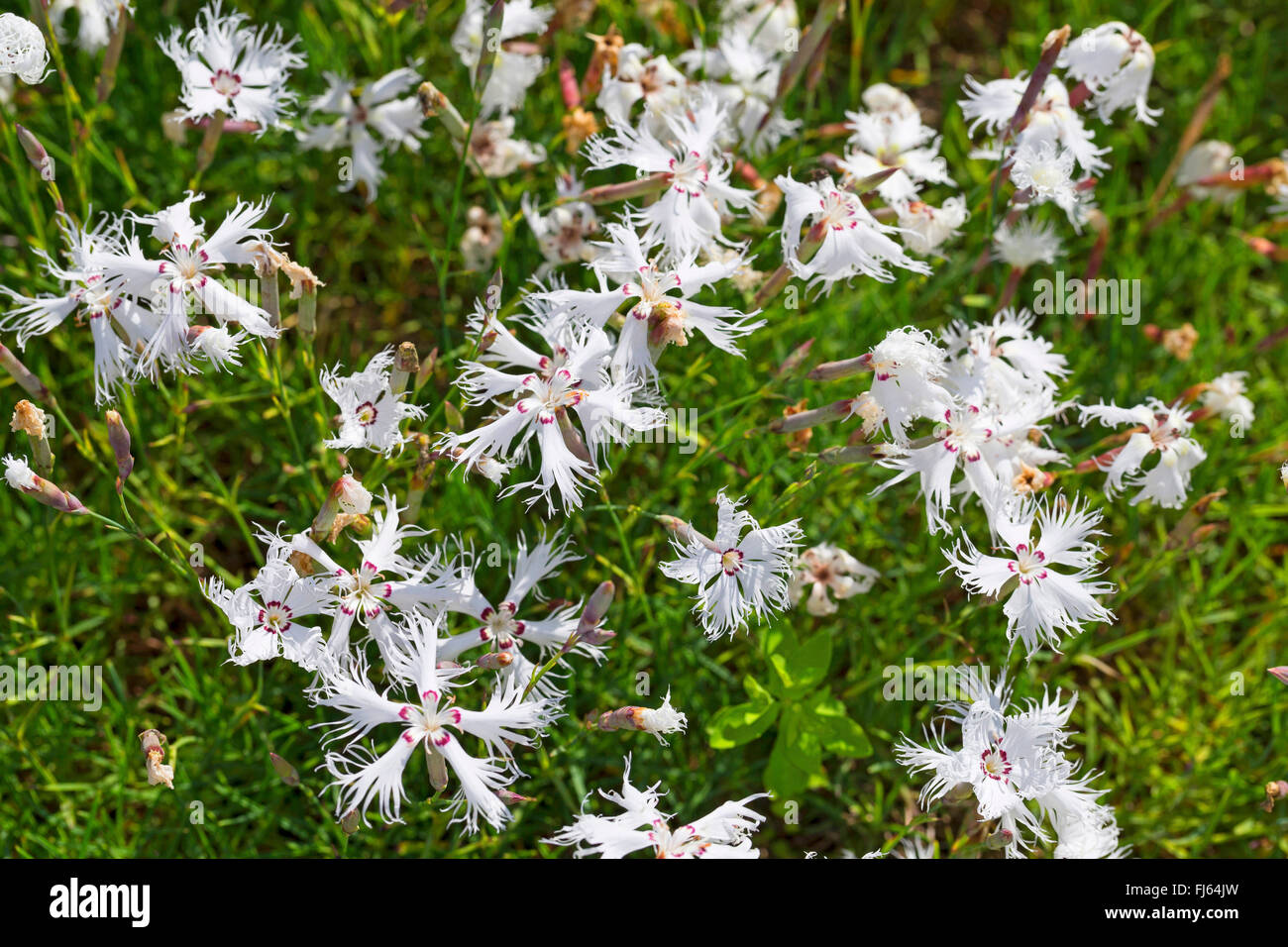 Sand pink (Dianthus Arenarius), blühen, Deutschland Stockfoto