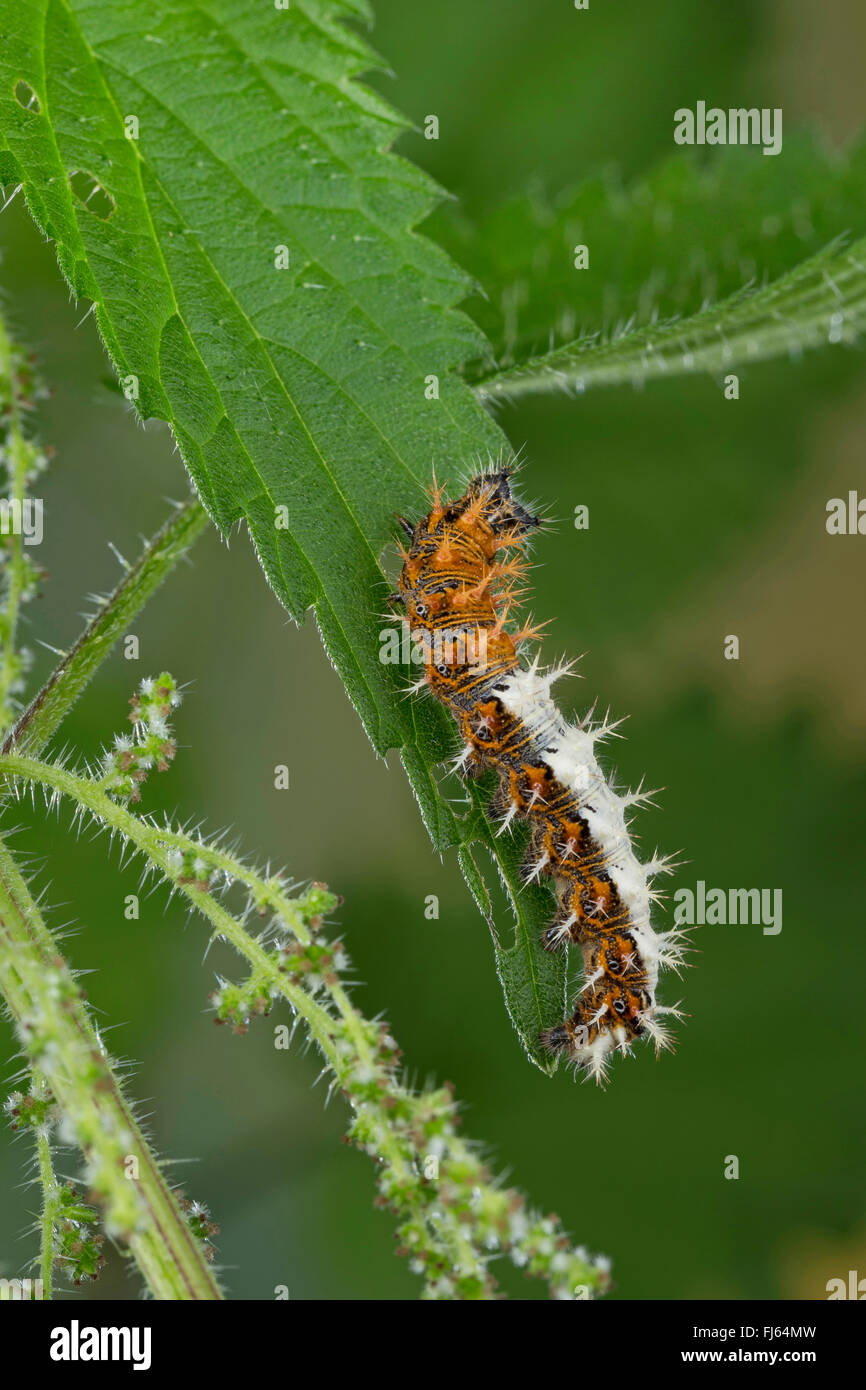 Komma (Polygonia c-Album, Komma c-Album, Nymphalis c-Album), Brennnessel, Deutschland Catwerpillar ernährt. Stockfoto