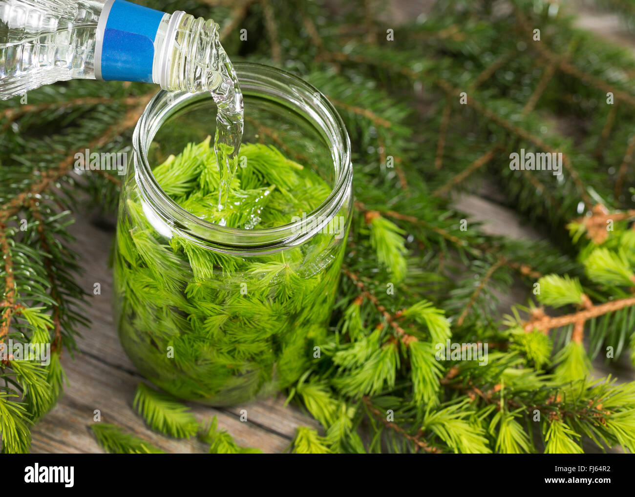 Norwegen Fichte (Picea Abies), Jung Sproots in einem konservierenden Glas, Deutschland Stockfoto