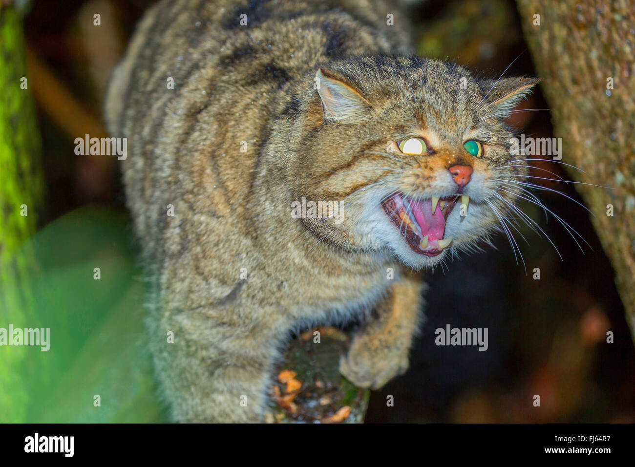 Europäische Wildkatze, Wald Wildkatze (Felis Silvestris Silvestris), bedrohliche Haltung Stockfoto