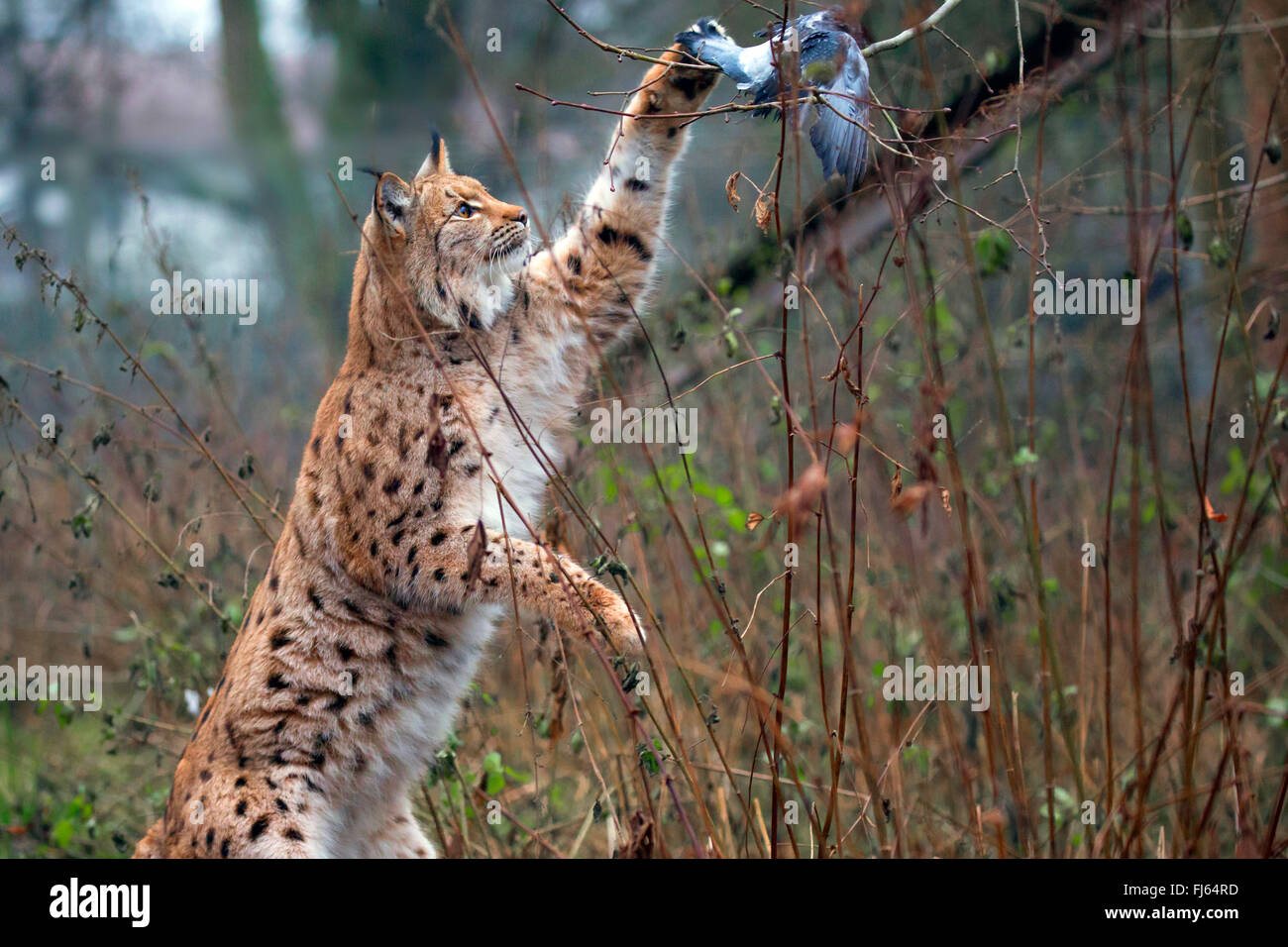 Eurasischer Luchs (Lynx Lynx), fängt eine Taube in der Luft Stockfoto