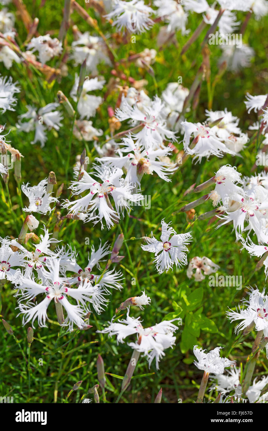 Sand pink (Dianthus Arenarius), blühen, Deutschland Stockfoto