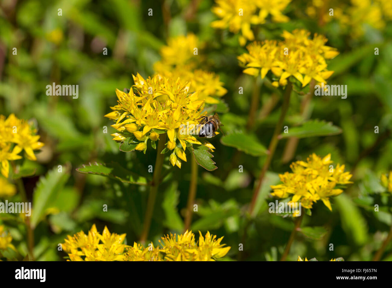 zurückgebogen, Mauerpfeffer, Stein indigen, krumme gelbe Fetthenne, Jennys Fetthenne (Sedum Rupestre, Sedum Reflexum), blühen, Deutschland Stockfoto