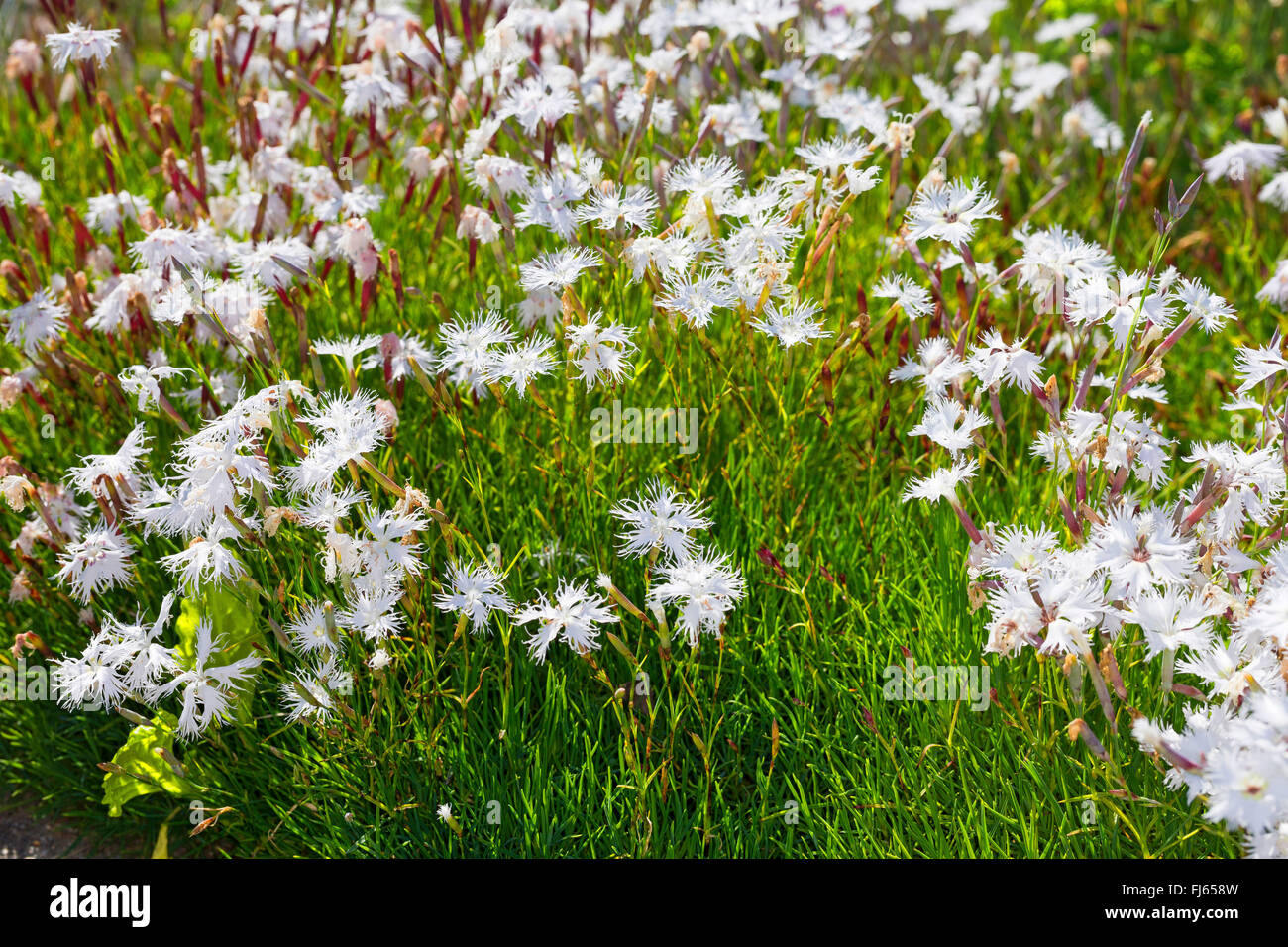 Sand pink (Dianthus Arenarius), blühen, Deutschland Stockfoto