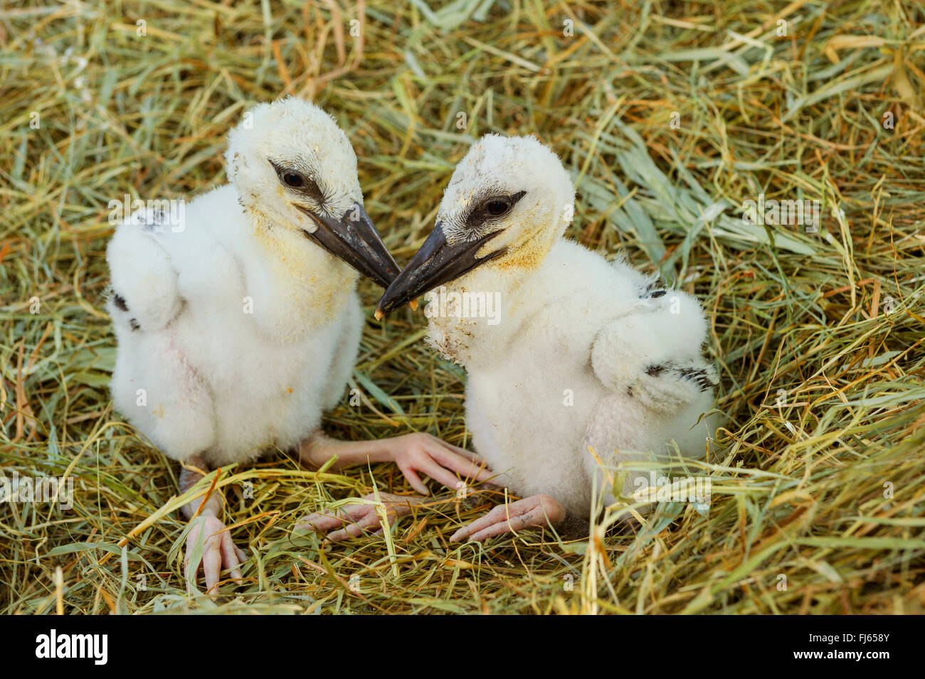 Weißstorch (Ciconia Ciconia), zwei Storch Küken, Deutschland Stockfoto