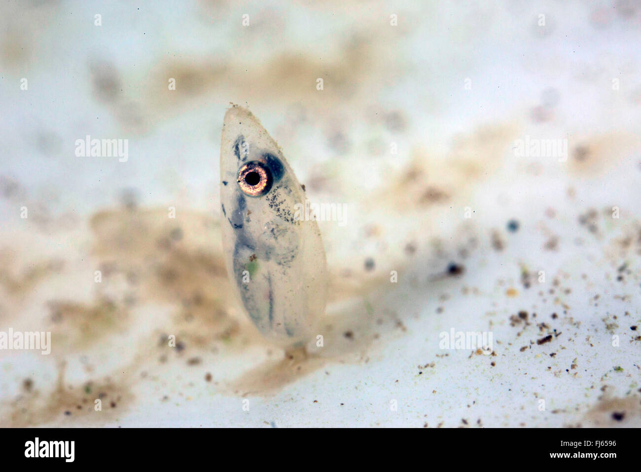 Tubenose Grundel (Proterorhinus Marmoratus, Gobius Marmoratus), Ei mit Larve kurz vor dem schlüpfen Stockfoto