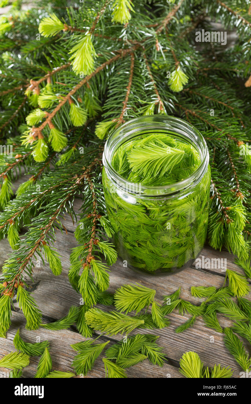 Norwegen Fichte (Picea Abies), Jung Sproots in einem konservierenden Glas, Deutschland Stockfoto