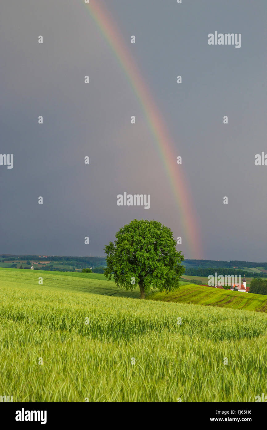 Regenbogen über dem hügeligen Gebiet Landschaft, Deutschland, Bayern, Isental Stockfoto