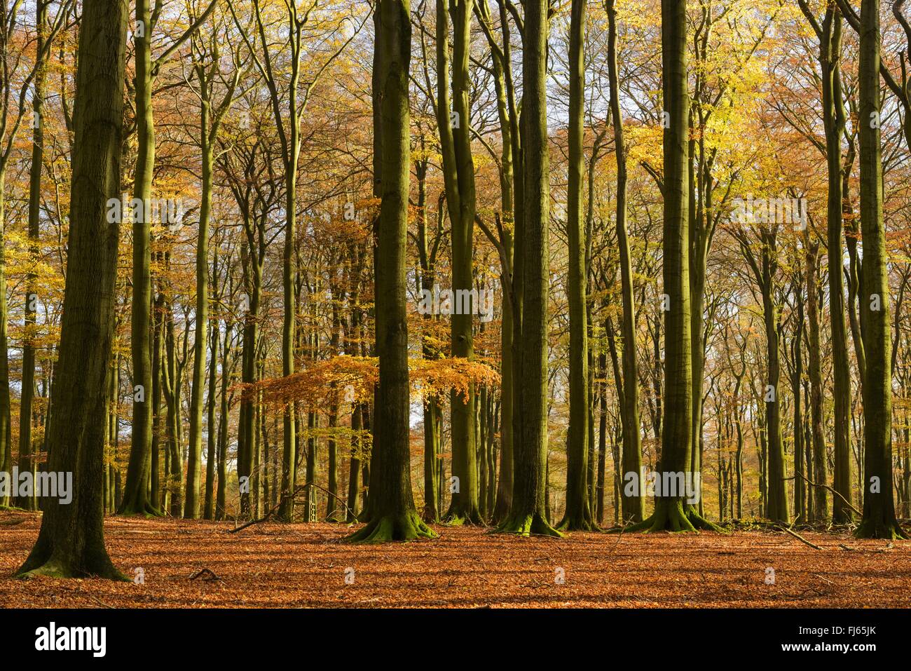 Rotbuche (Fagus Sylvatica), Buche Natur Wald, Naturpark Arnsberger Wald, Sauerland, Nordrhein-Westfalen, Deutschland Stockfoto