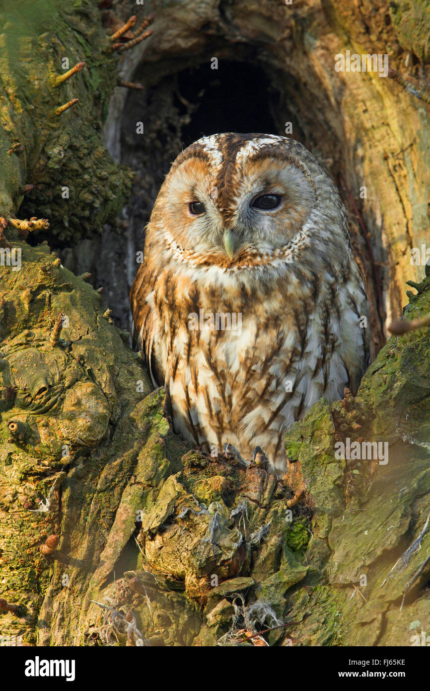 Eurasische Waldkauz (Strix Aluco), sitzt in eine Baumhöhle, Deutschland, Nordrhein-Westfalen Stockfoto
