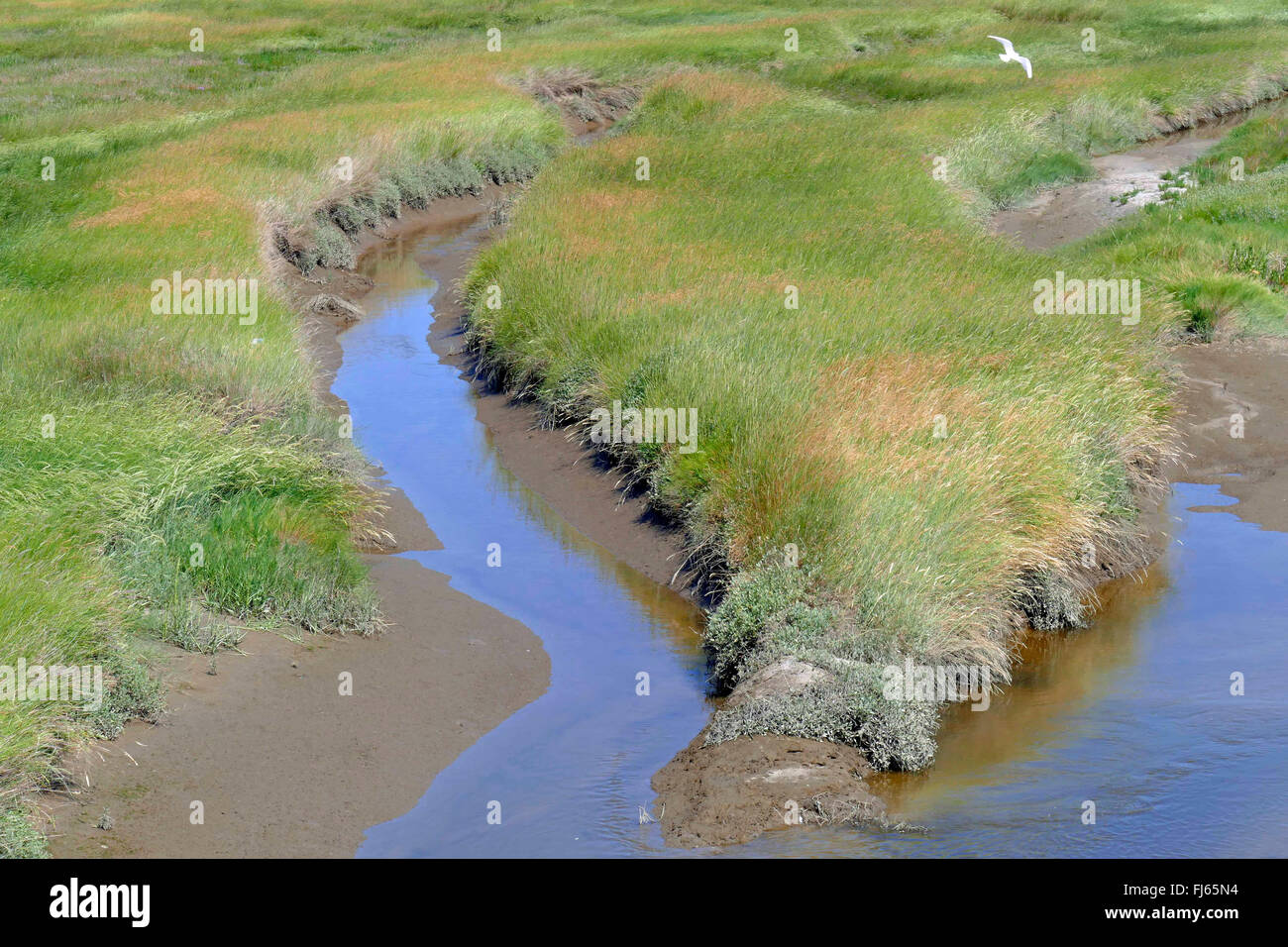 Salzwiesen und Tideway an der Nordseeküste, Deutschland, Schleswig-Holstein, Norden Frisia, Sankt Peter-Ording Stockfoto