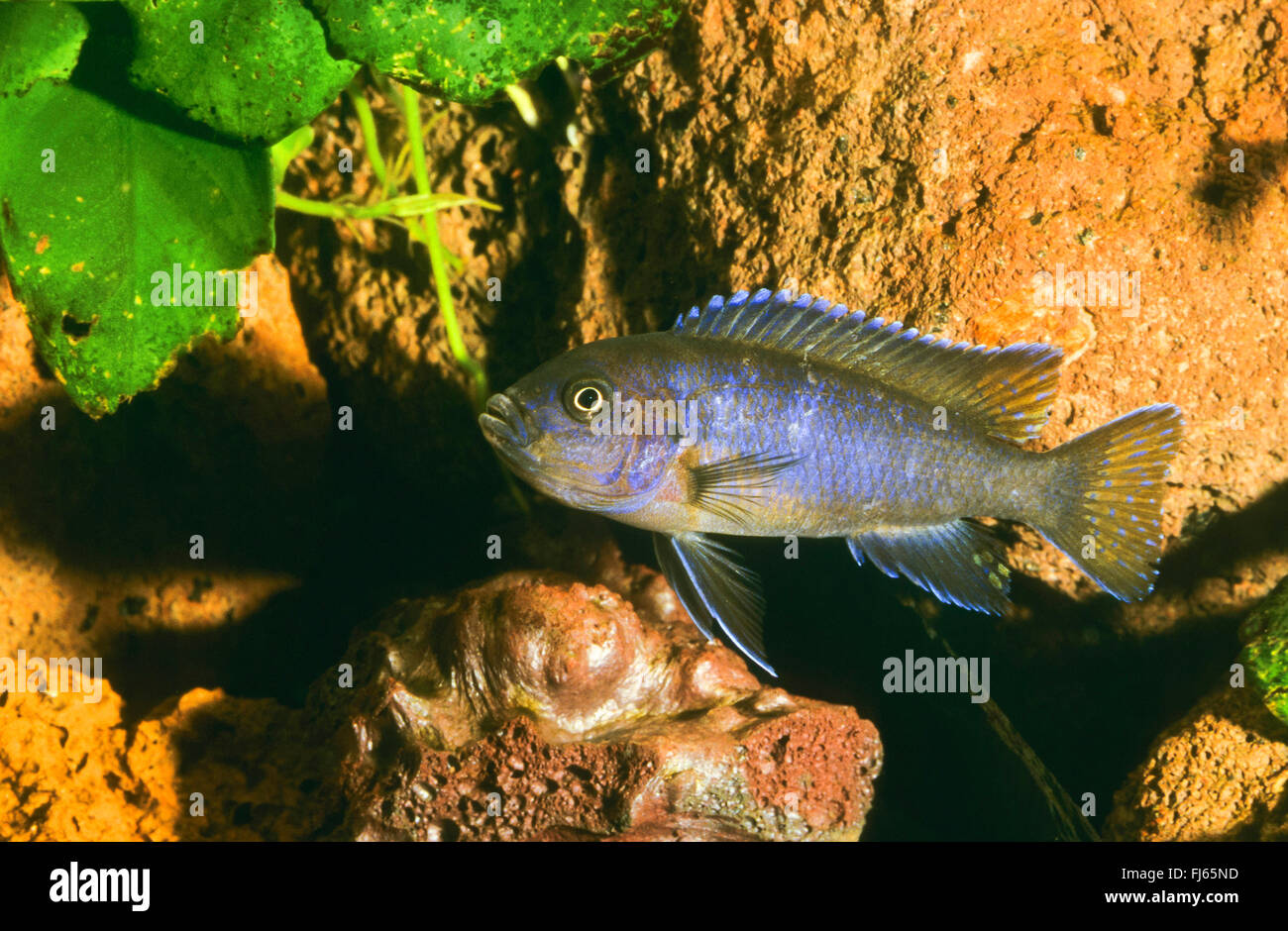 Längliche Mbuna (Pseudotropheus Elongatus, Metriaclima Elongatus Maylandia Elongatus), Schwimmen Stockfoto