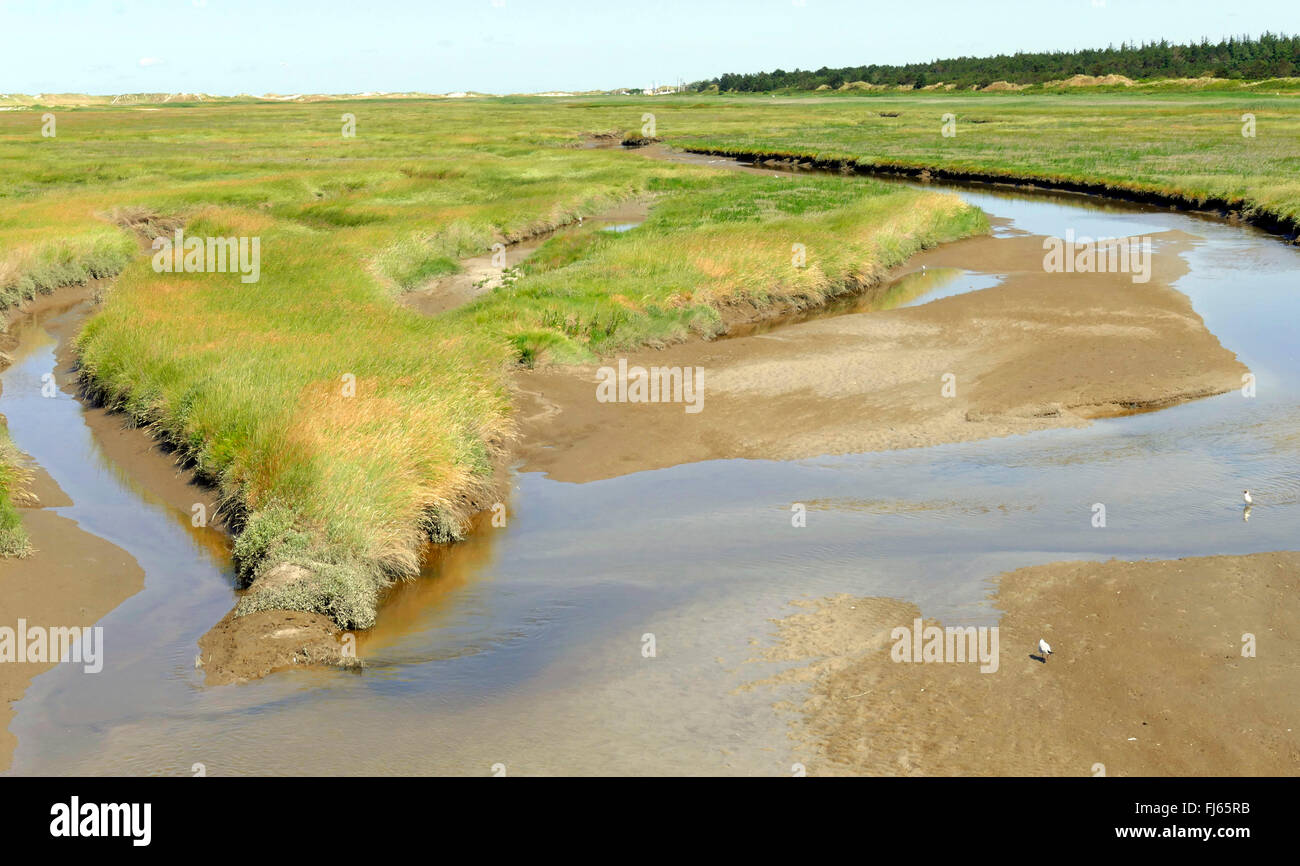 Salzwiesen und Tideway an der Nordseeküste, Deutschland, Schleswig-Holstein, Norden Frisia, Sankt Peter-Ording Stockfoto