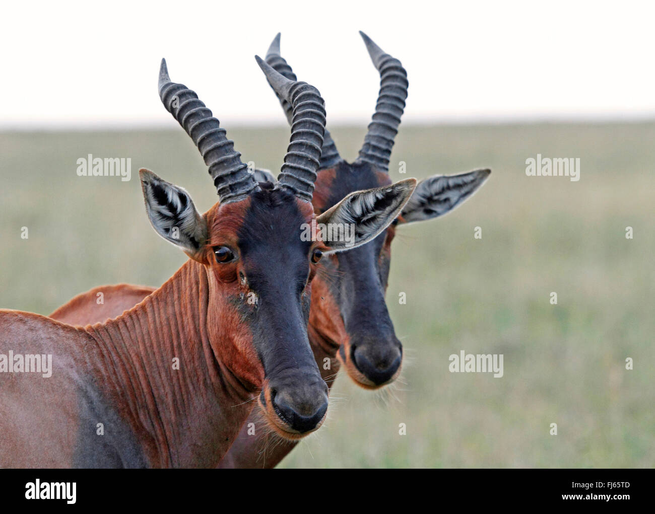 Topi, Tsessebi, Korrigum, Kudus (Damaliscus Lunatus Jimela), Porträt von zwei Konferenz, Kenia, Masai Mara Nationalpark Stockfoto