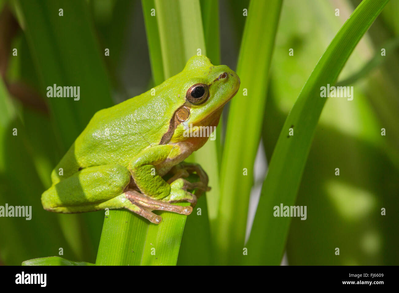 Europäische Treefrog, gemeinsame Treefrog, zentralen europäischen Treefrog (Hyla Arborea), Male in seinen Lebensraum, Deutschland, Bayern Stockfoto