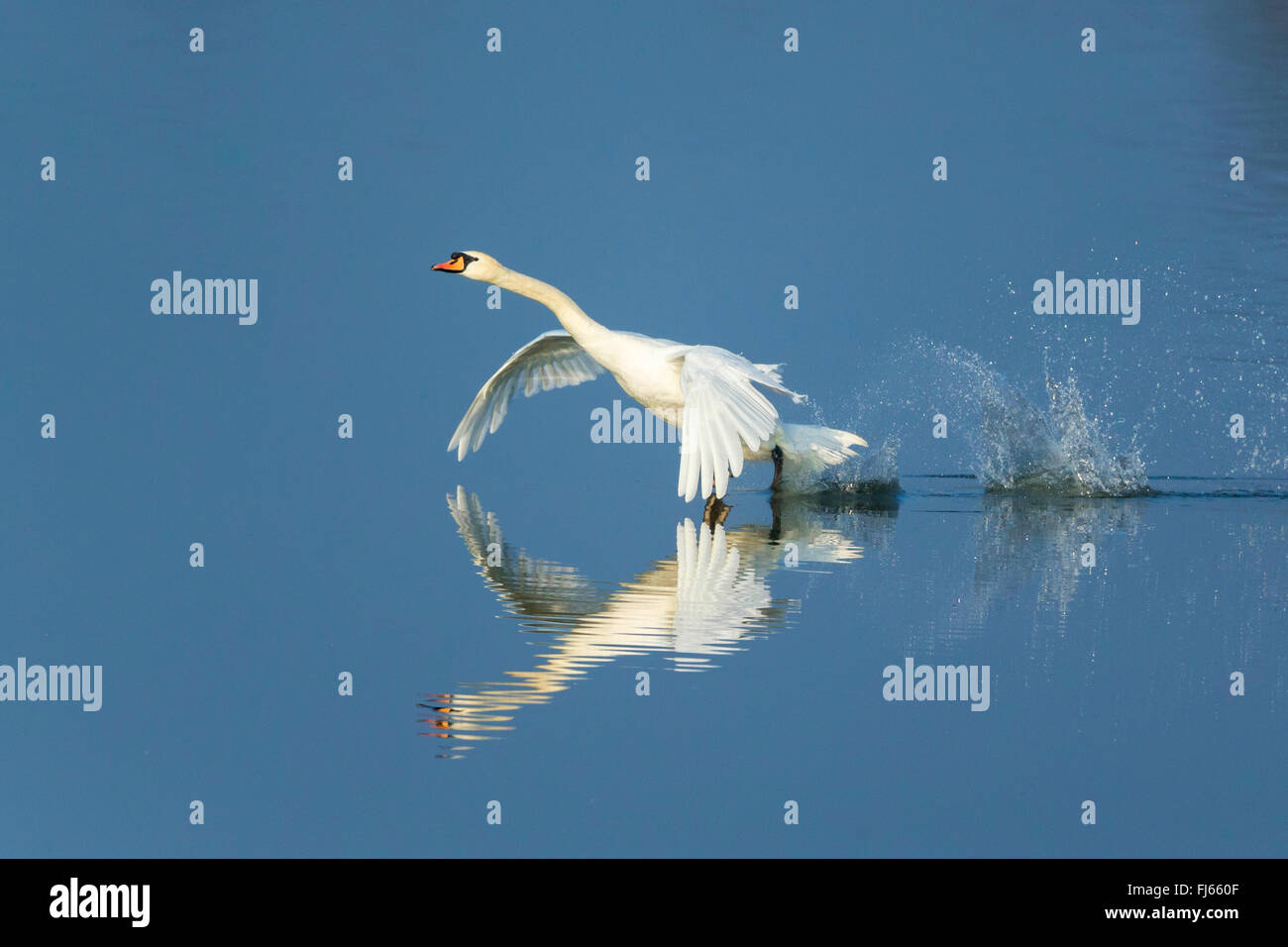 Höckerschwan (Cygnus Olor), zieht das Wasser, Deutschland Stockfoto