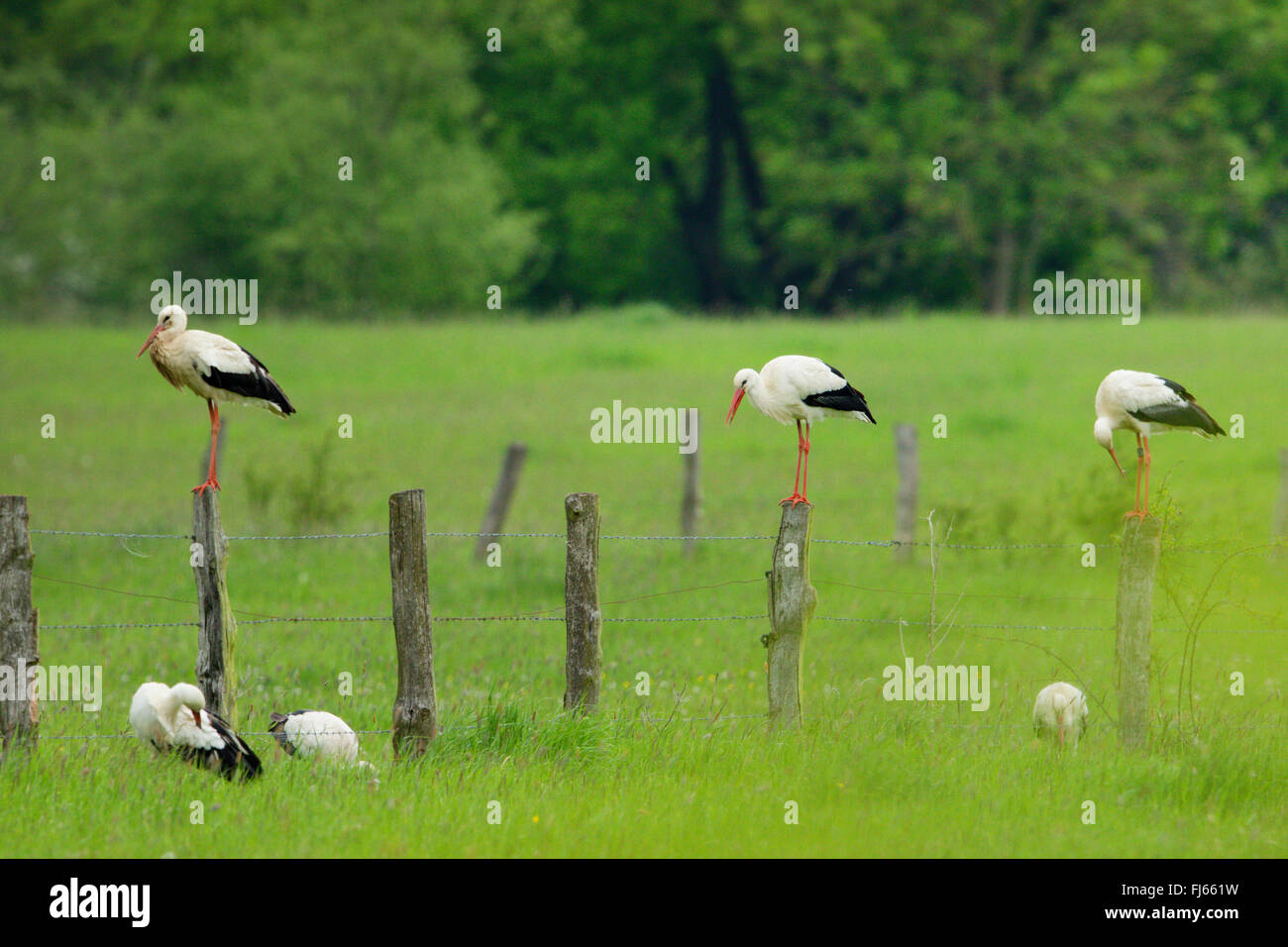 Weißstorch (Ciconia Ciconia), mehrere Störche auf einer Weide, Deutschland Stockfoto