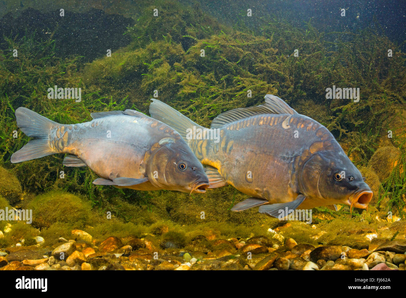 Karpfen, Karpfen, europäischen Karpfen (Cyprinus Carpio), zwei Spiegel-Karpfen, Deutschland Stockfoto