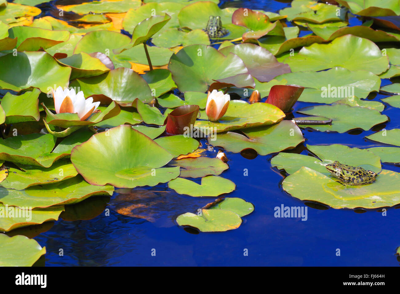 Europäische essbare Frosch, essbare Grasfrosch (Rana kl. Esculenta, Rana Esculenta, außer Esculentus), Europäische essbare Frösche auf Seerosen-Blätter, Deutschland Stockfoto